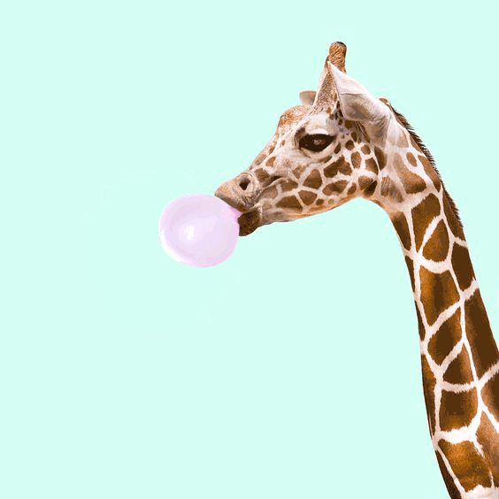 giraf with gum